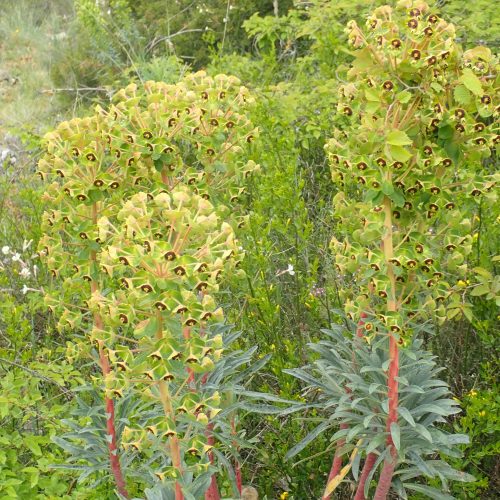 Euphorbia Characias 3