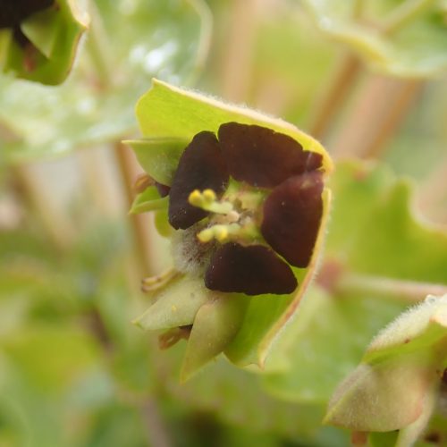 Euphorbia Characias Detail
