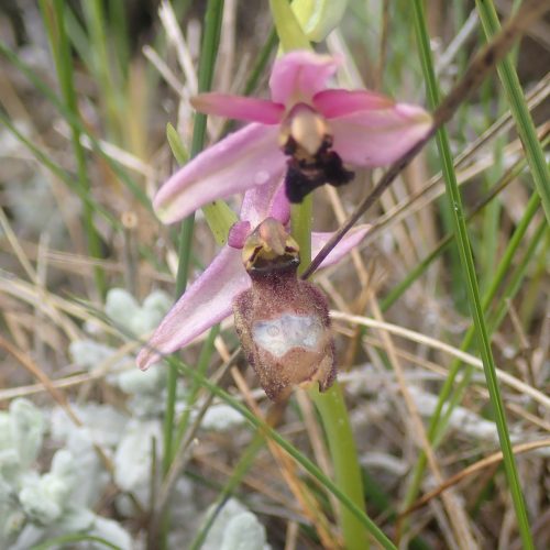 Ophrys Saratoi Ophrys De La Drome