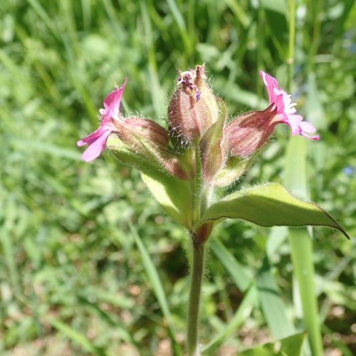 Silene Dioica Compagnon Rouge