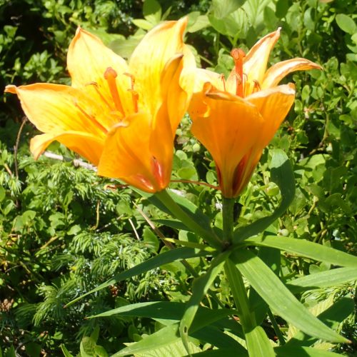 Lilium Bulbiferum Var. Croceum Lys Orange1