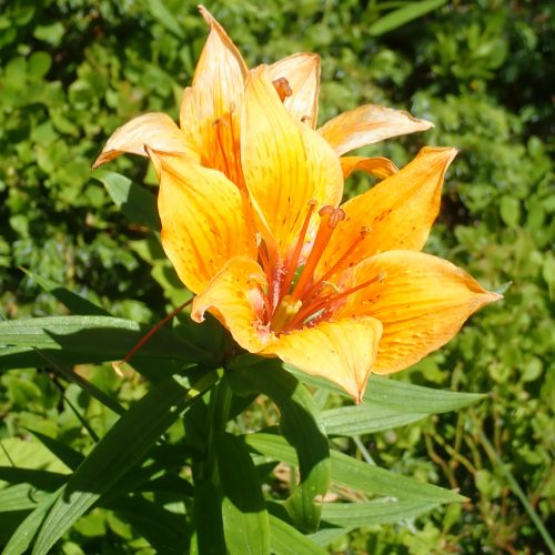 Lilium Bulbiferum Var. Croceum Lys Orange2