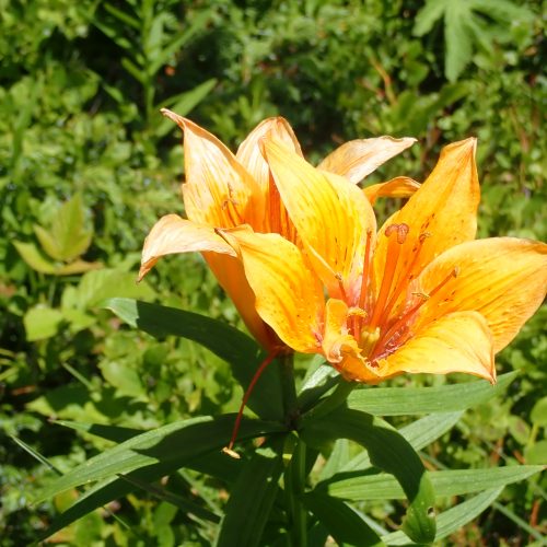 Lilium Bulbiferum Var. Croceum Lys OrangeValgaudemar 18 7 212021
