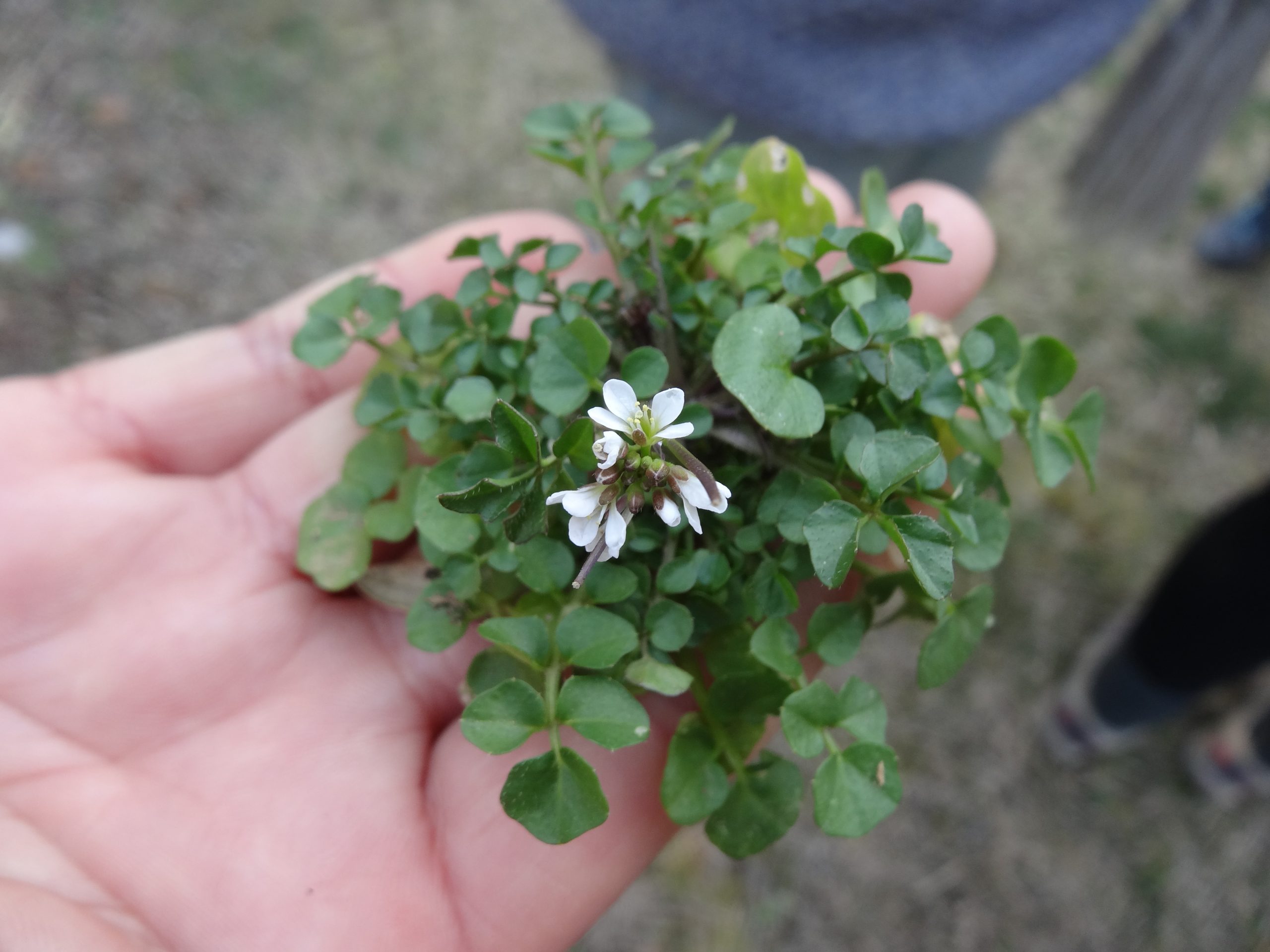 Cardamine