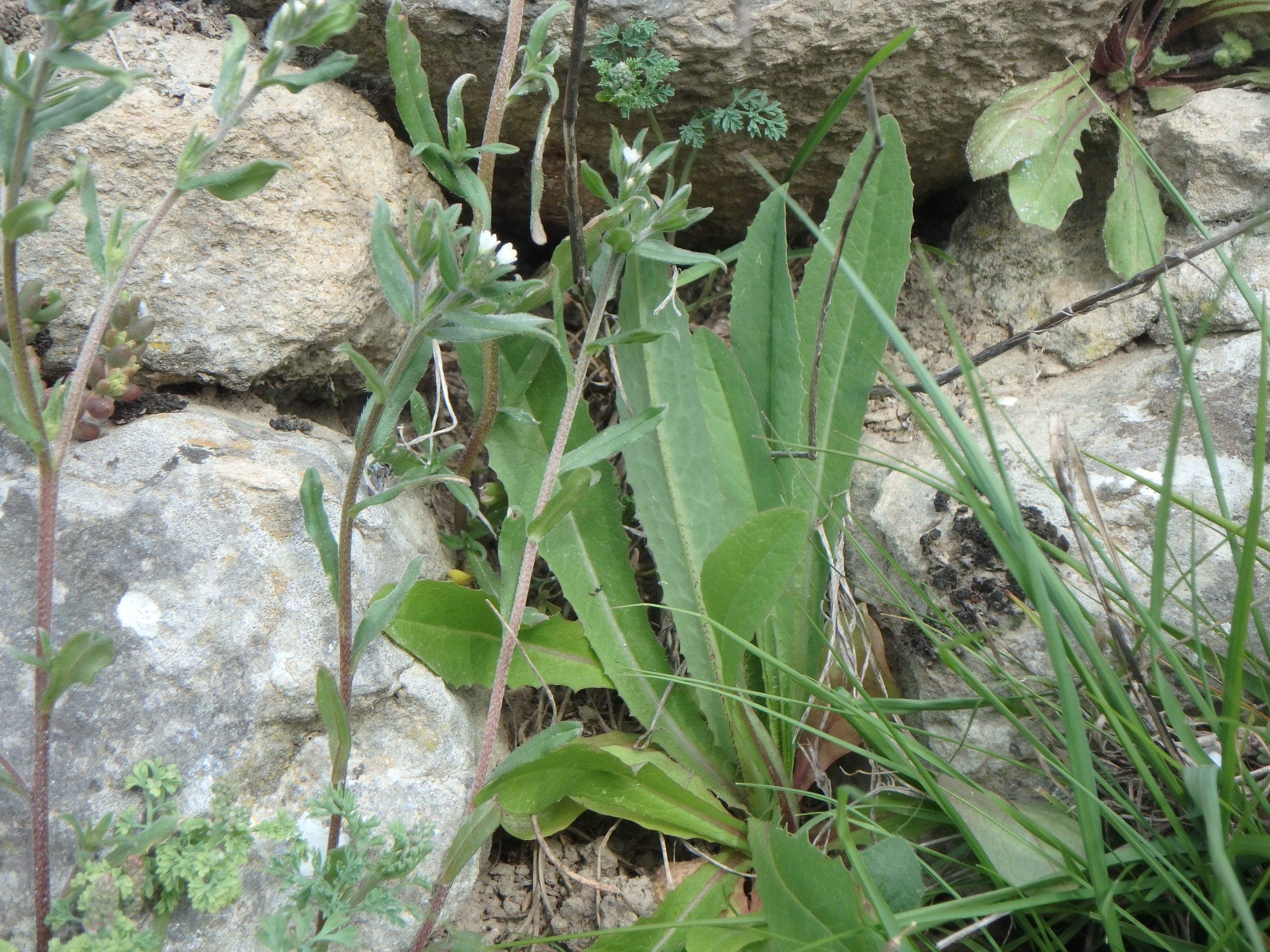 Lactuca Serriola