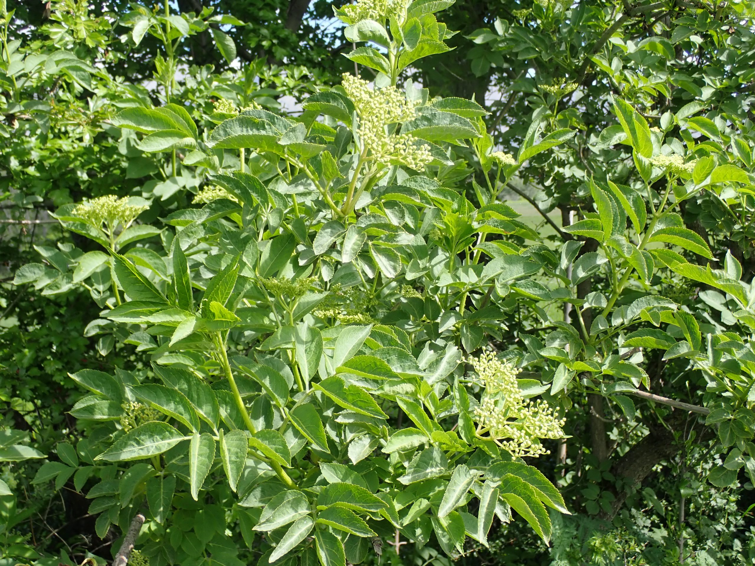 Sambucus Nigra Sureau Noir