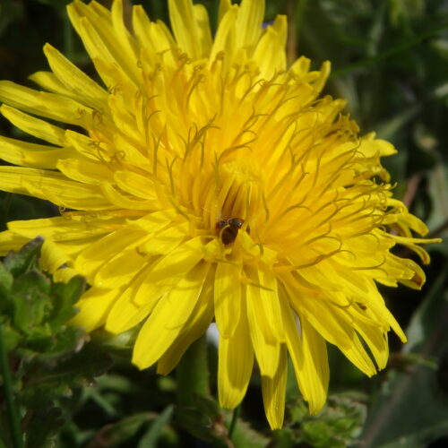 Taraxacum Officinale
