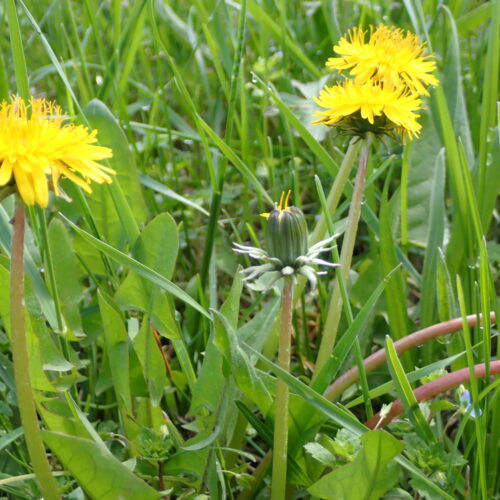 Taraxacum Officinale Dauphin 23 3 26 1