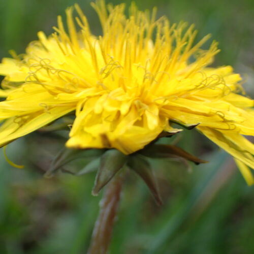 Taraxacum Officinale Dauphin 23 3 26 2