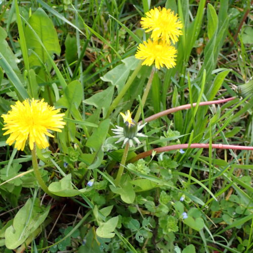 Taraxacum Officinale Dauphin 23 3 26 4