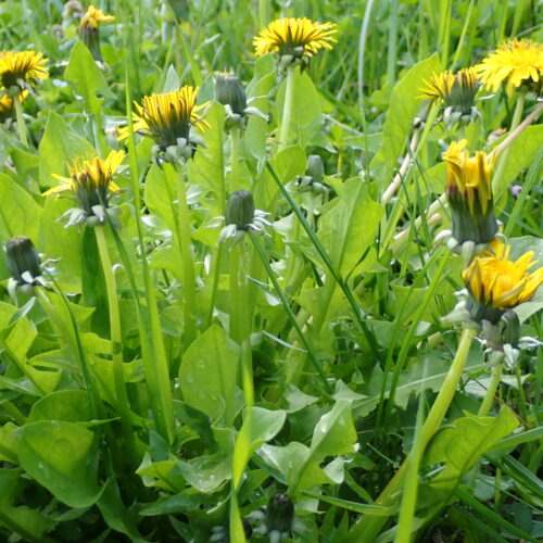 Taraxacum Officinale Dauphin 23 3 26 5
