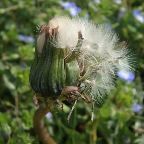 Taraxacum Officinale Fruits
