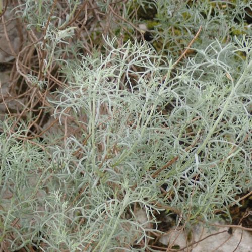 Artemisia Alba Armoise Blanche