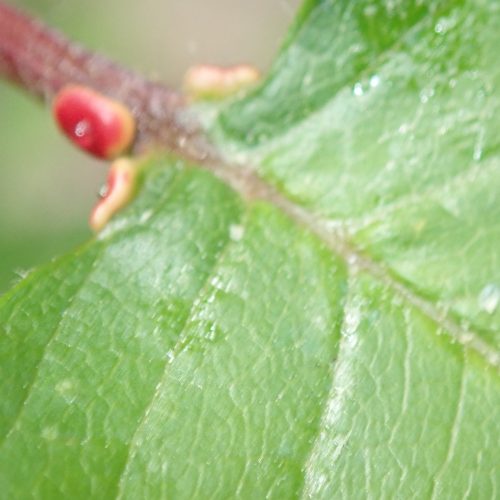 Prunus Avium Merisier Glandes