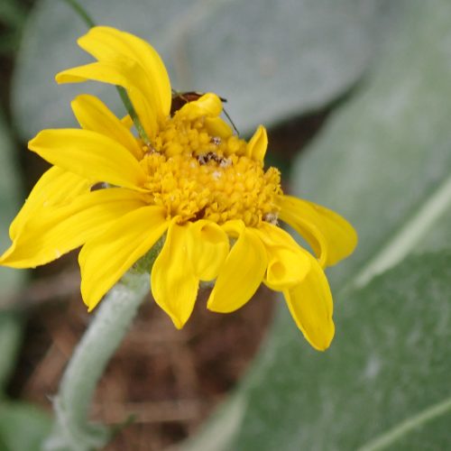 Hieracium Tomensum Fleur