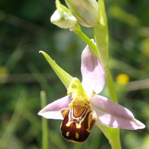 Ophrys Apifera Inflorahlp Carniol 28 05 2020