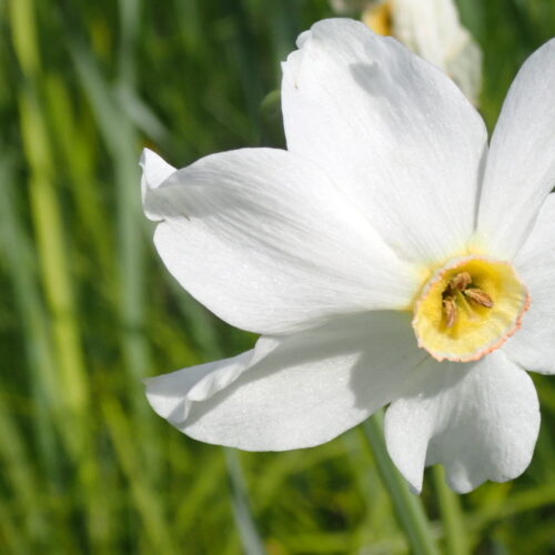 Narcissus Poeticus Crete De Lure3
