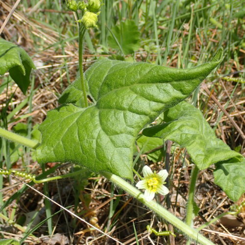 Bryonia Dioica Montfuron1