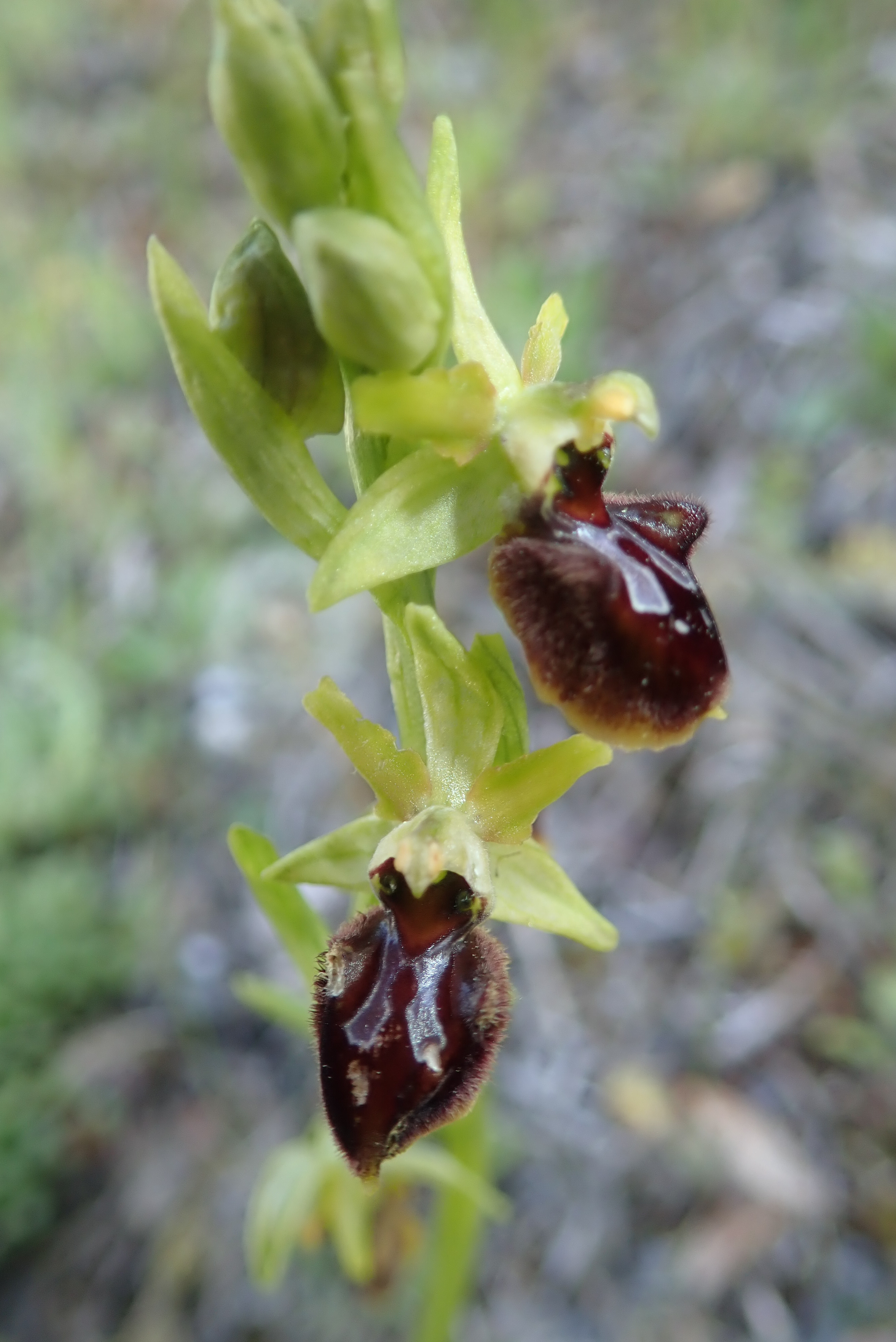 Ophrys Virescens 1 3
