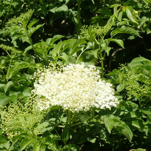 Sambucus Nigra Salagon 17 05 25