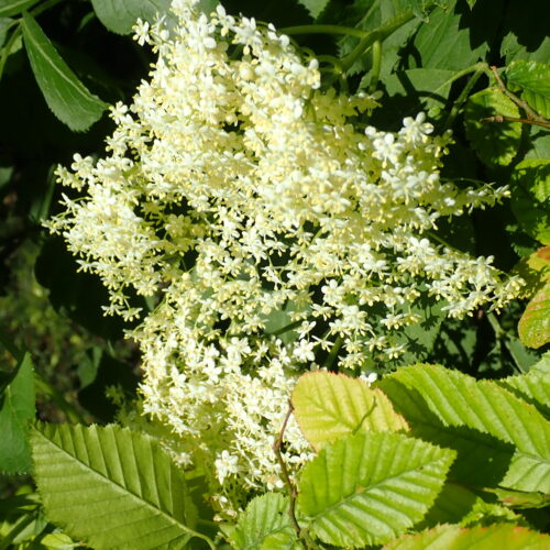 Sambucus Nigra Salagon 17 05 252