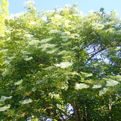 Sambucus Nigra Salagon 17 05 253