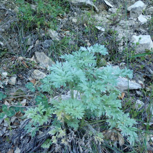 Artemisia Absinthium Absinthe 1
