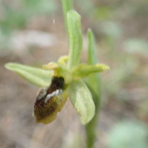 Ophrys Virescens