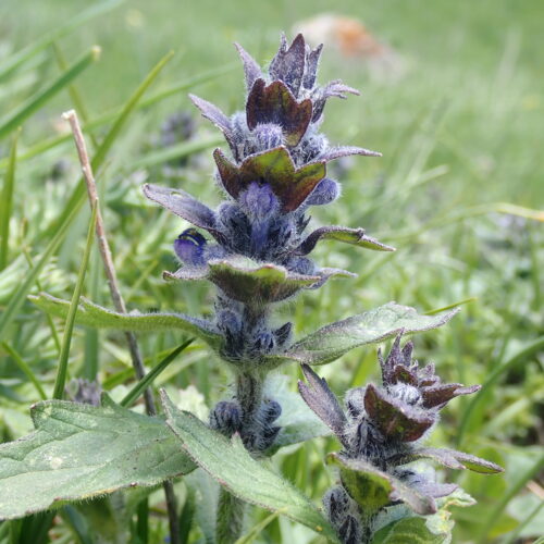 Ajuga Genevensis1 Pic De Gleize10 06 24.JPG