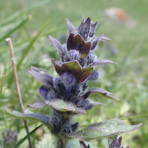 Ajuga Genevensis2 Pic De Gleize10 06 24.JPG