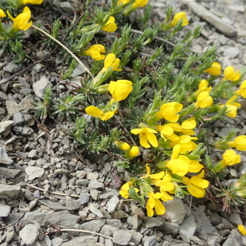 Androsace Vitaliana1 Pic De Gleize10 06 24.JPG