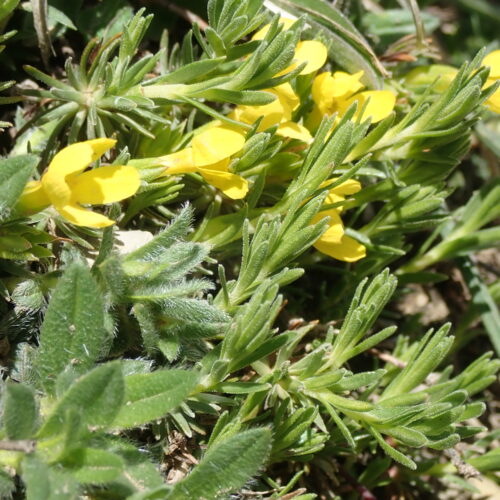 Androsace Vitaliana2 Pic De Gleize10 06 24.JPG