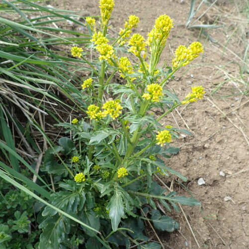 Barbarea Intermedia Pic De Gleize10 06 24.JPG