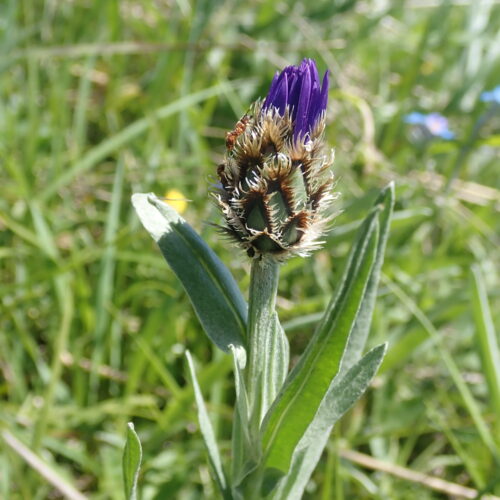 Centaurea Montana Bouton Floral Pic De Gleize10 06 24.JPG