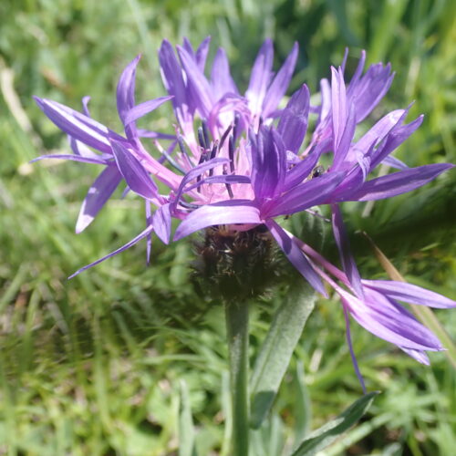 Centaurea Montana2 Pic De Gleize10 06 24.JPG