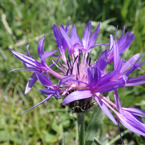 Centaurea Montana3