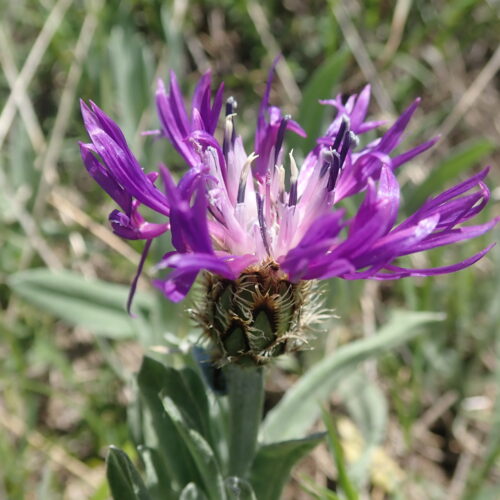 Centaurea Montana3 Pic De Gleize10 06 24.JPG