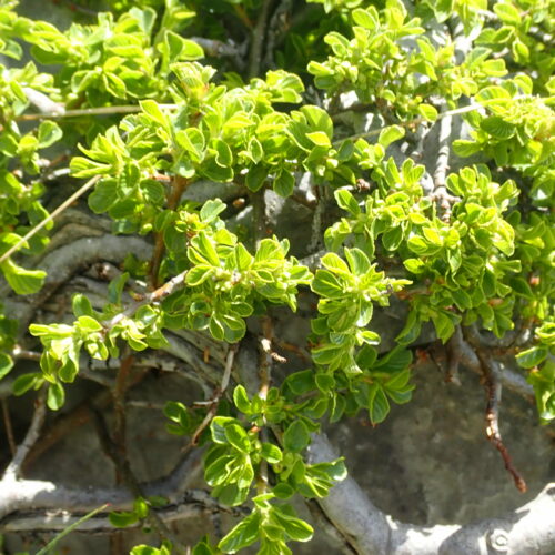 Cotoneaster 2 Pic De Gleize10 06 24.JPG