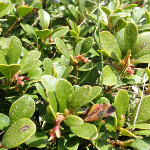 Cotoneaster1 Pic De Gleize10 06 24.JPG