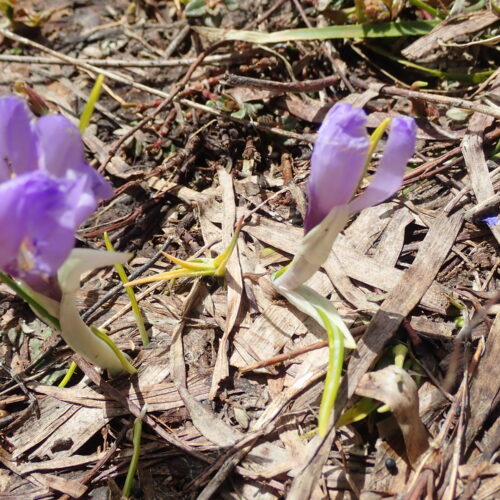 Crocus Pres De La Neige