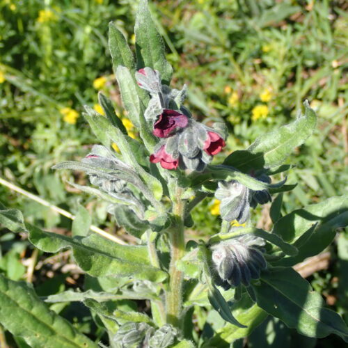 Cynoglossum Officinale
