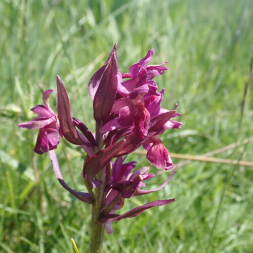 Dactylhorhiza Sambucina Rose 2 Pic De Gleize10 06 24.JPG
