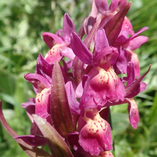 Dactylhorizha Sambucina Rose Pic De Gleize10 06 24.JPG