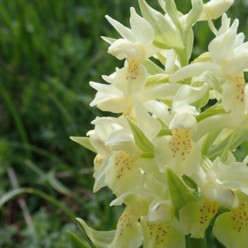 Dactylorhiza Sambucina DetailPic De Gleize10 06 24.JPG