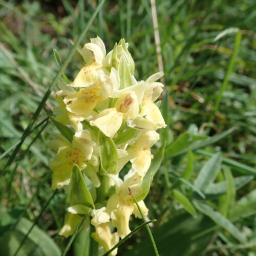 Dactylorhiza Sambucina Jaune Pic De Gleize10 06 24.JPG