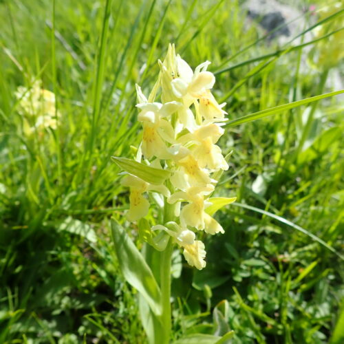 Dactylorhiza Sambucina Jaune Pic De Gleize10 06 242.JPG