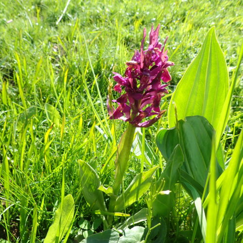 Dactylorhiza Sambucina Rose Pic De Gleize10 06 24
