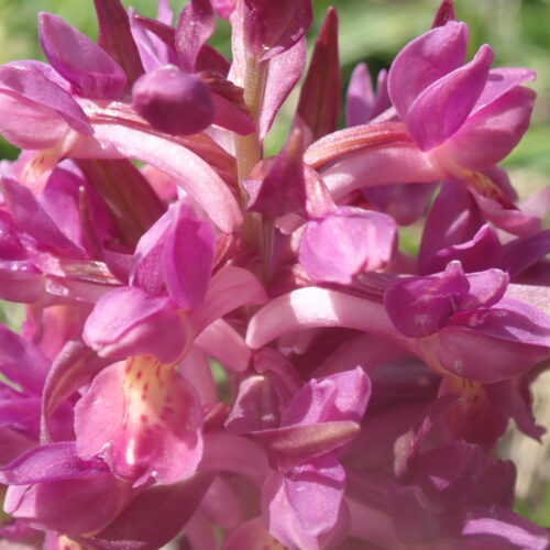 Dactylorhiza Sambucina Rose Detail Pic De Gleize10 06 24.JPG