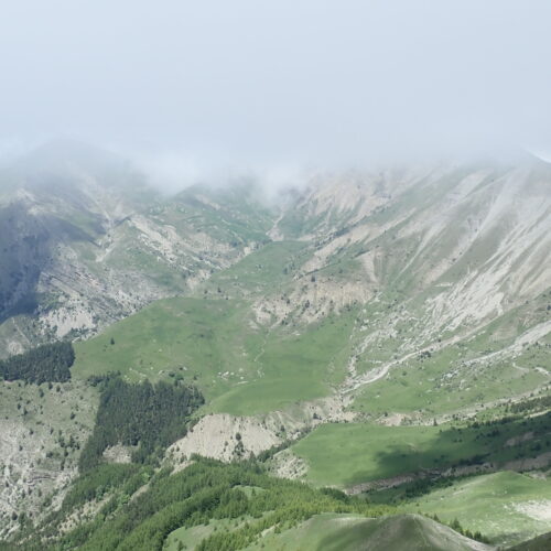 Dryas Octopela Au Pic De Gleize Vue Vers Chaudun