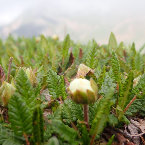 Dryas Octopela En Bouton Pic De Gleize10 06 24.JPG